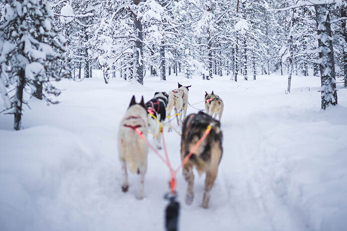 Husky safarin in Lapland