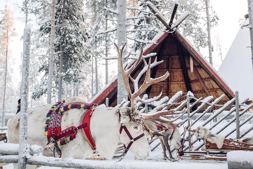 Reindeer Safari in Lapland