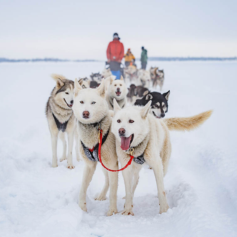 Husky sledding adventure for corporate event groups in Levi Lapland