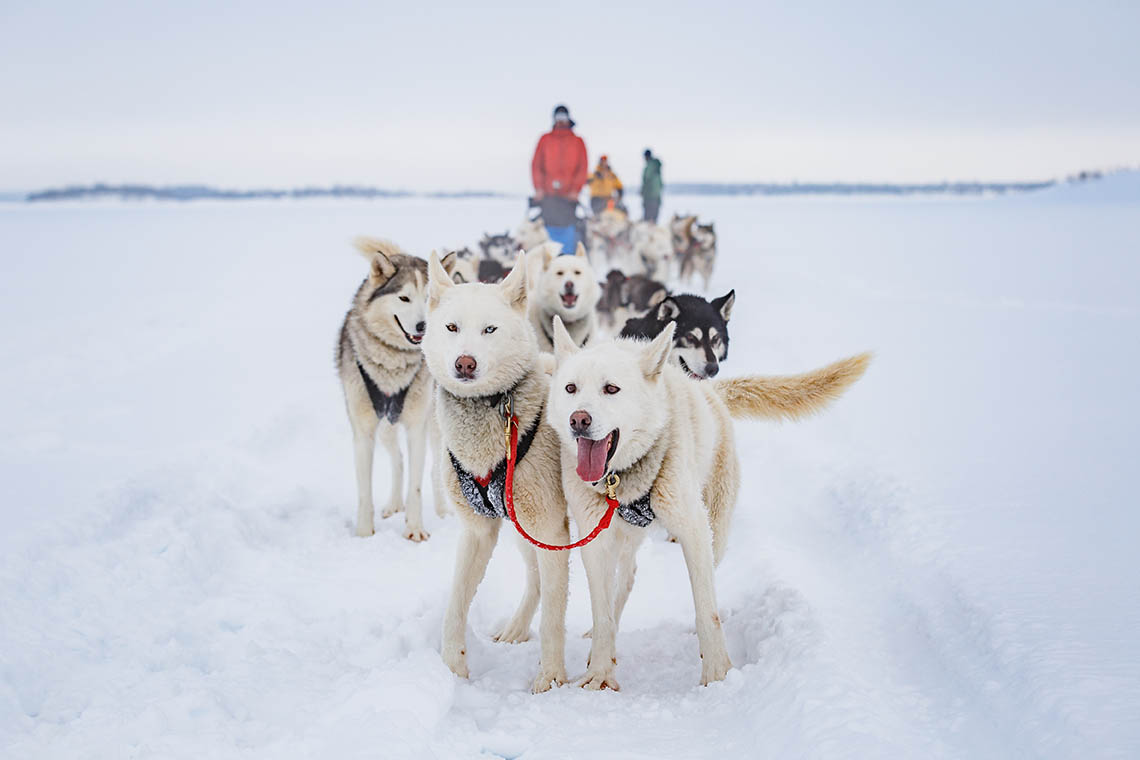 Husky sledding adventure for corporate event groups in Levi Lapland