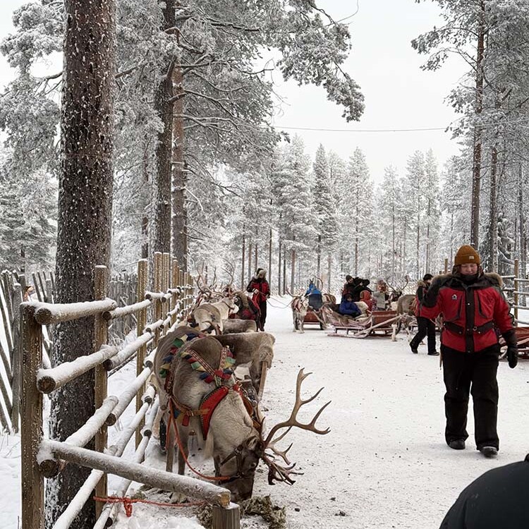 Reindeer safari